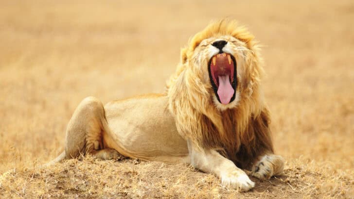 Africa Isn&rsquo;t the Only Place Where You Can See Lions in the Wild