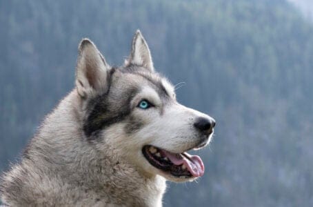10 Dog Breeds That Can Handle Extreme Cold