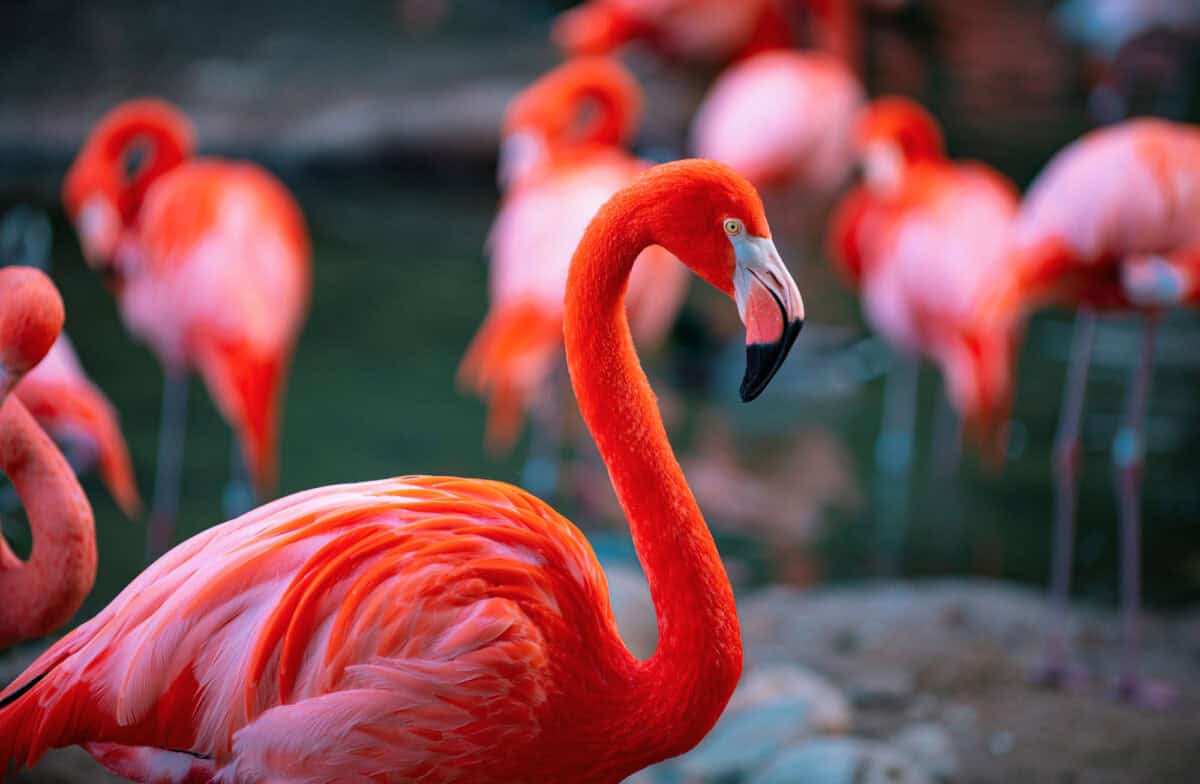 flamingo