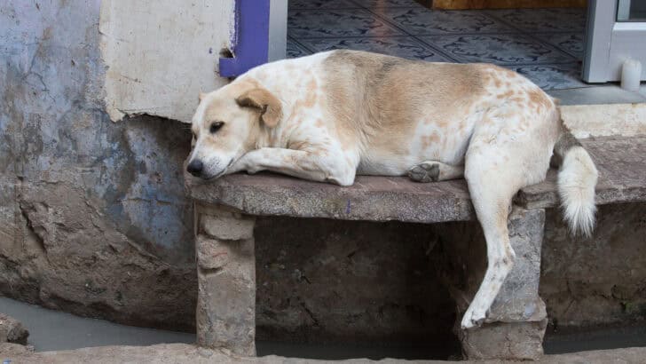 Man&rsquo;s Life Mission Helps Hundreds of Street Dogs in Thailand
