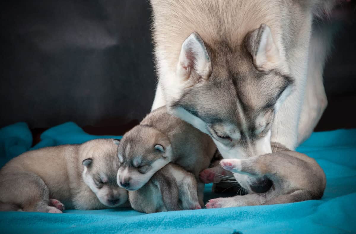 husky puppies