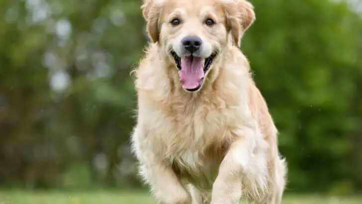 Golden Retrievers – How Were They Made?