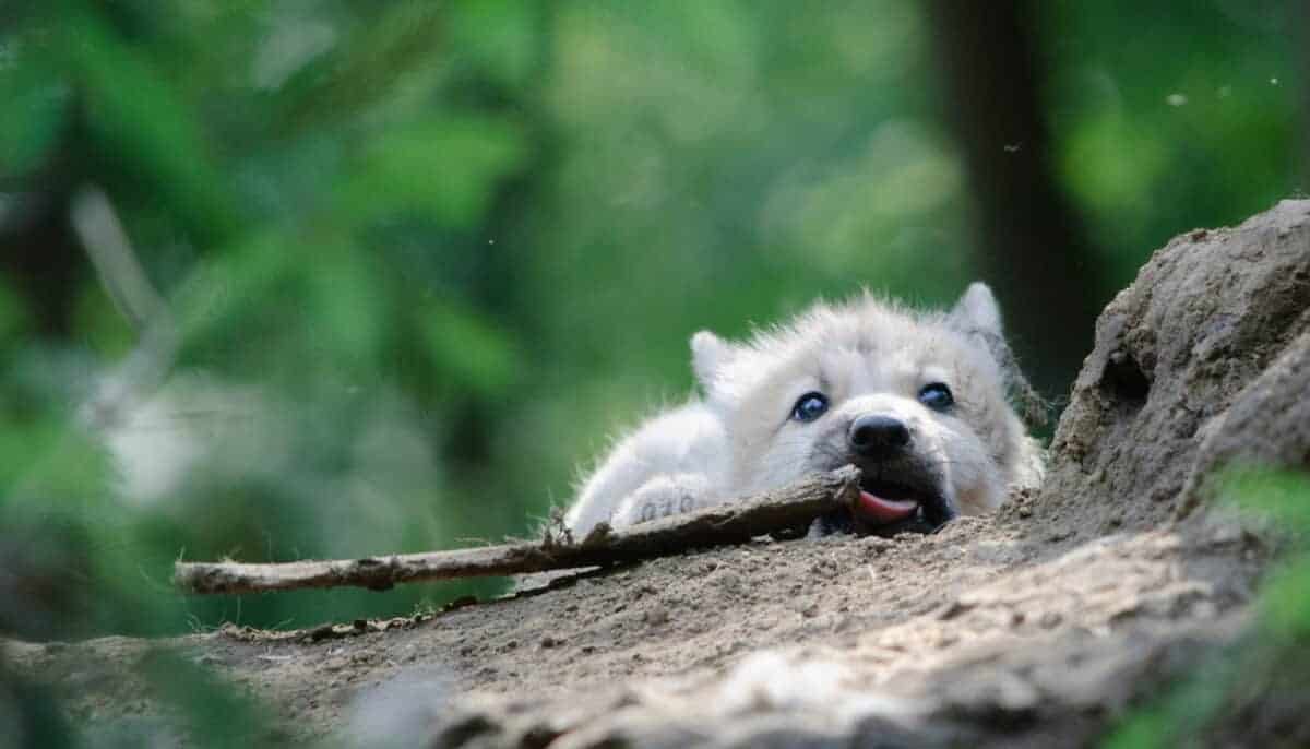 wolf pup 