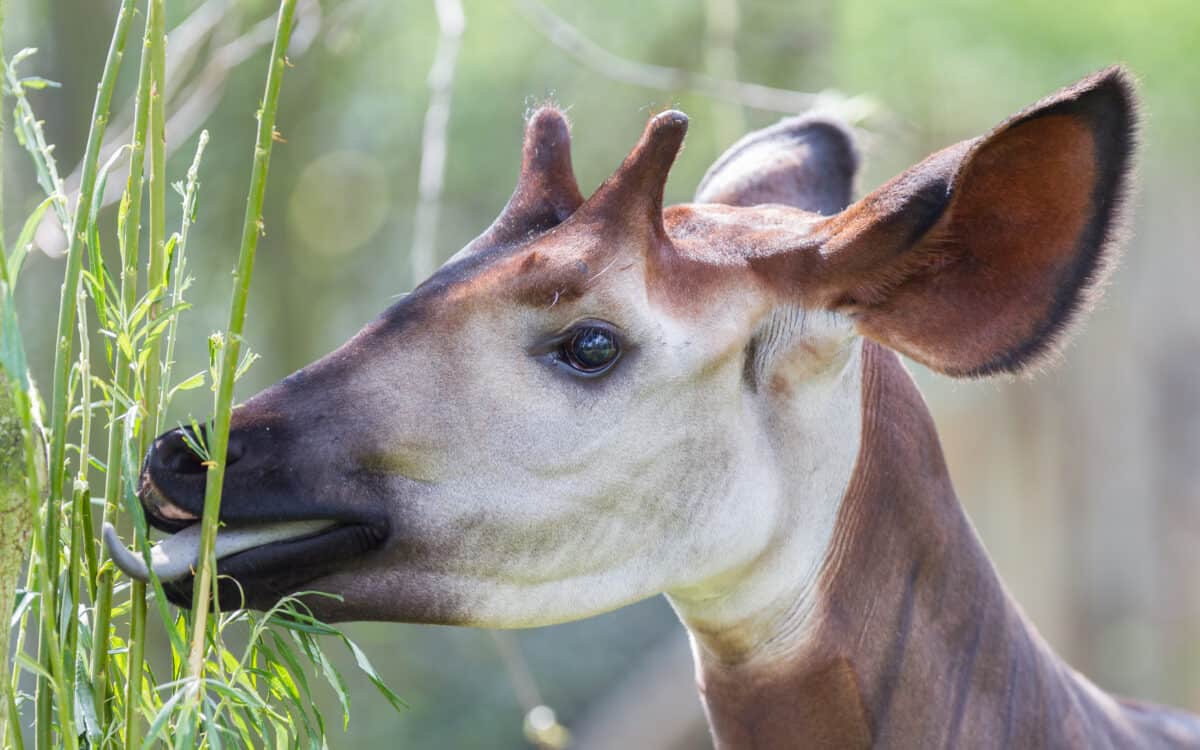 Close-up of an okapi eating, natural habitat.  