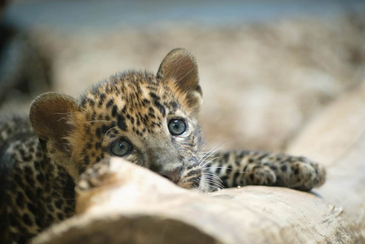 Leopard. Image by Havranka via Depositphotos