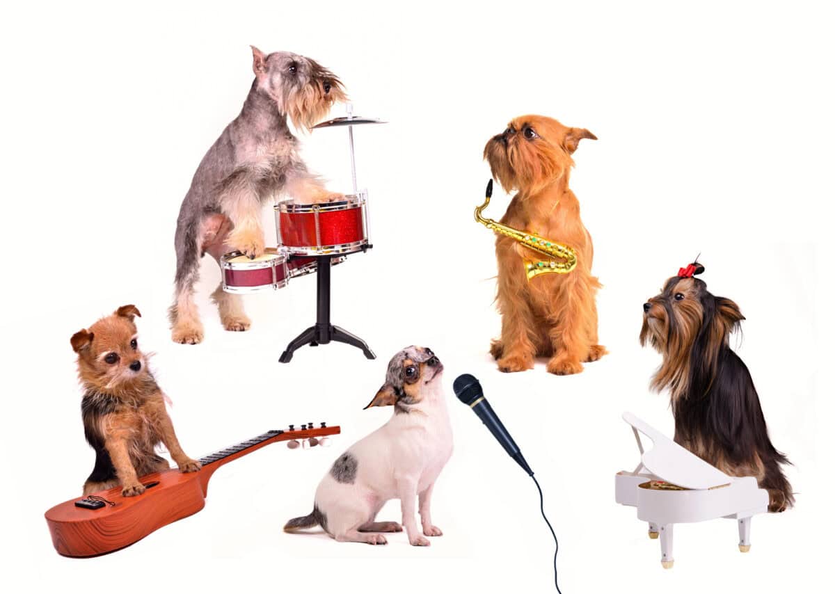 dog orchestra