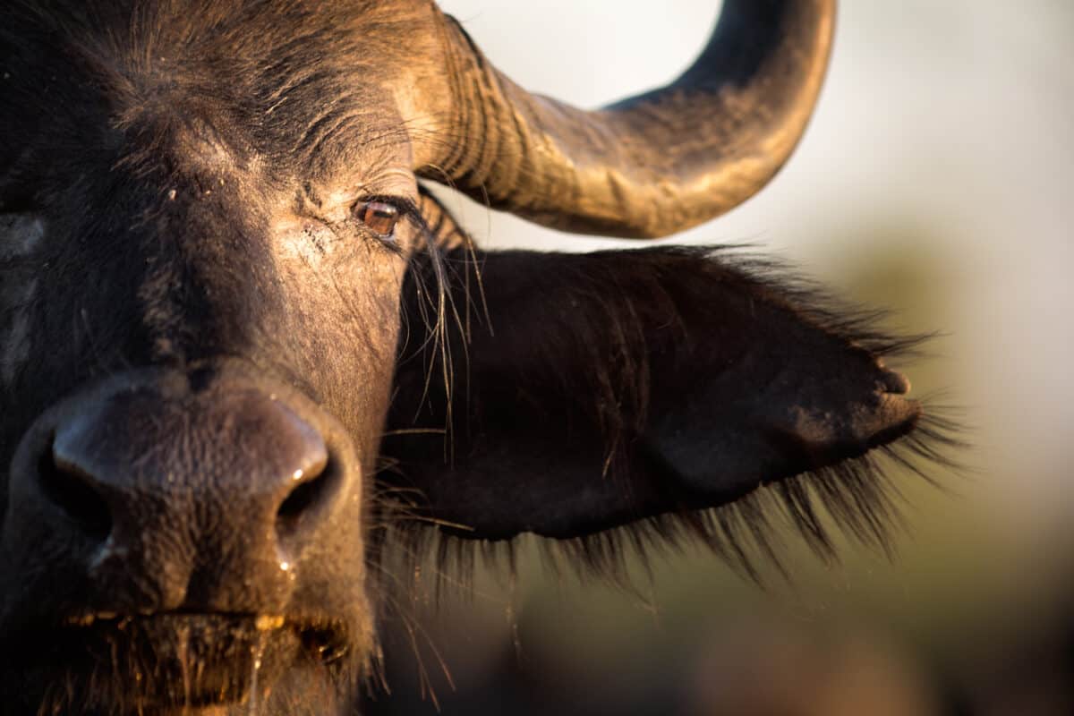 Buffalo in the veld. 