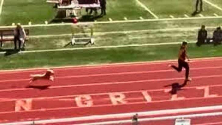 Dog’s Stunning Victory in Human Track Race, Utah