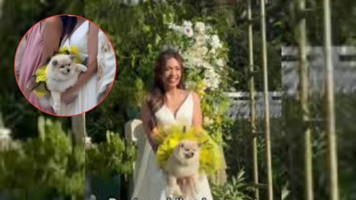Bride uses Dog as Wedding Bouquet