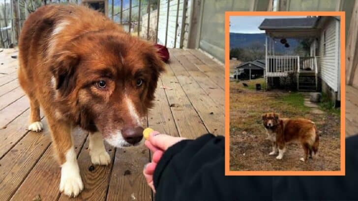 Sweet Dog was Left Behind When Couple Breaks Up – Gets Adopted