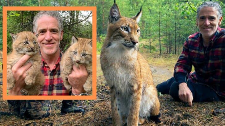 Rescued Lynx Finally Gets to Experience Motherhood