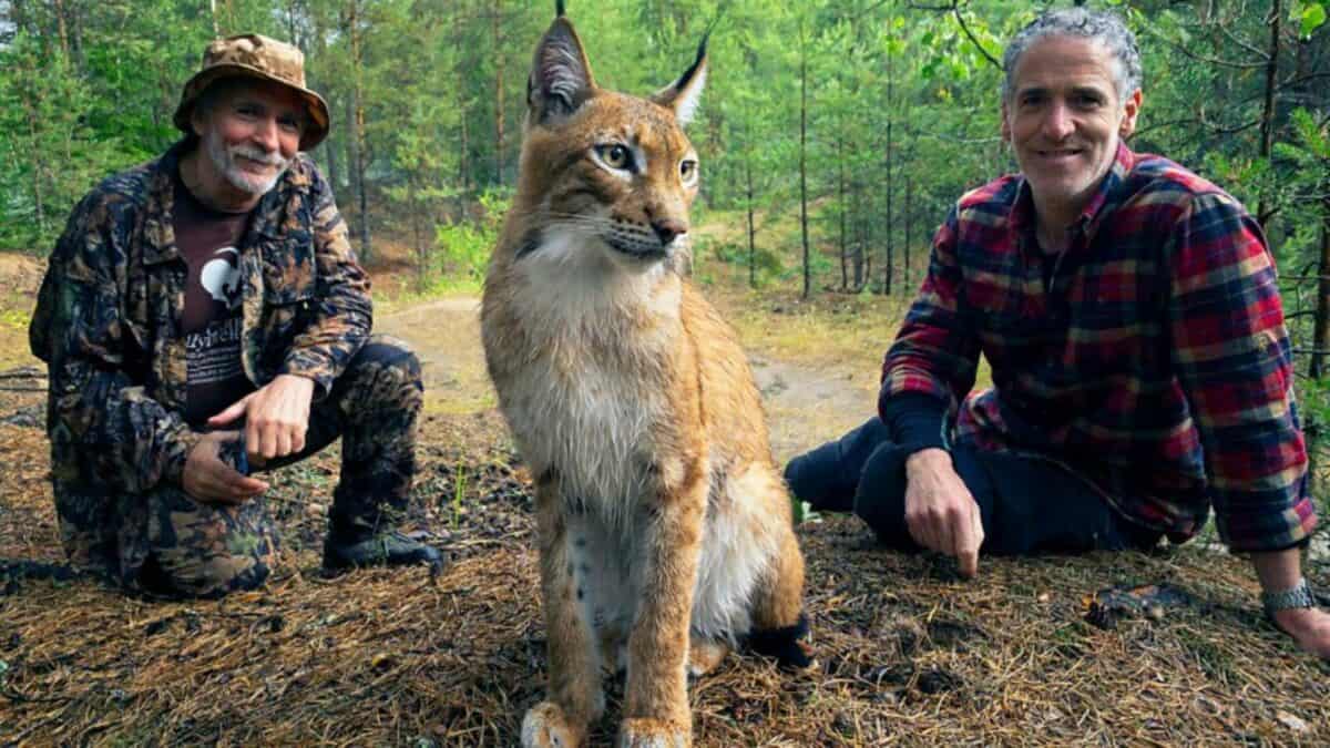 Lynx Saved From Cage