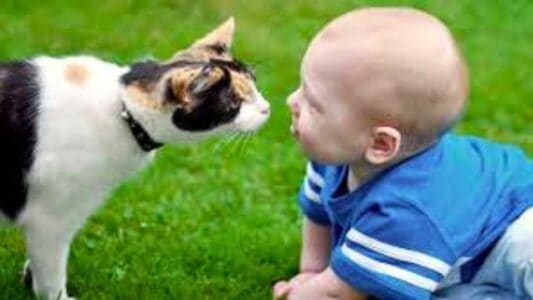 Watch: Cats Meet Babies for the First Time