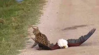 Eagle tries to Catch Wild Cat