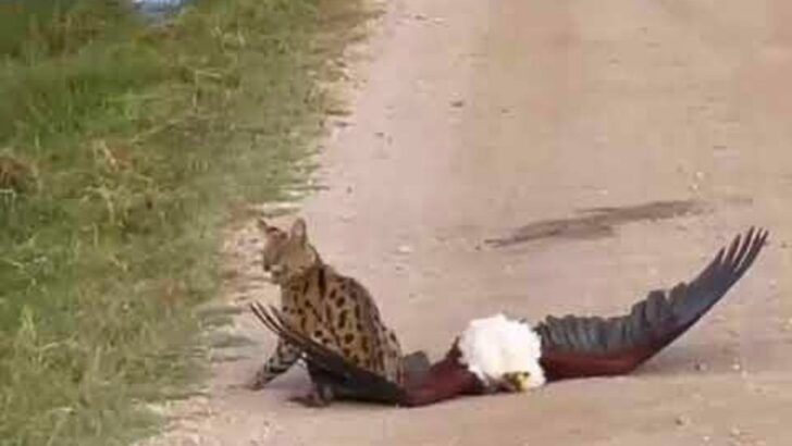 Bald Eagle tries to Catch Wild Cat – Fails