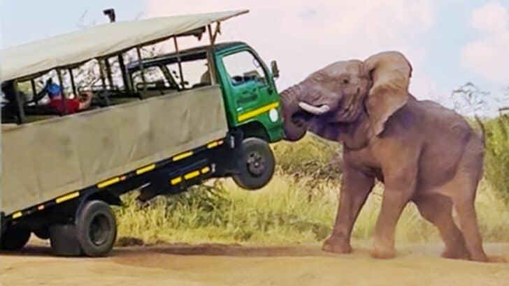 Watch: Elephant Picks up and Throws Truck full of Tourists