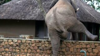 Elephant Climbs Wall