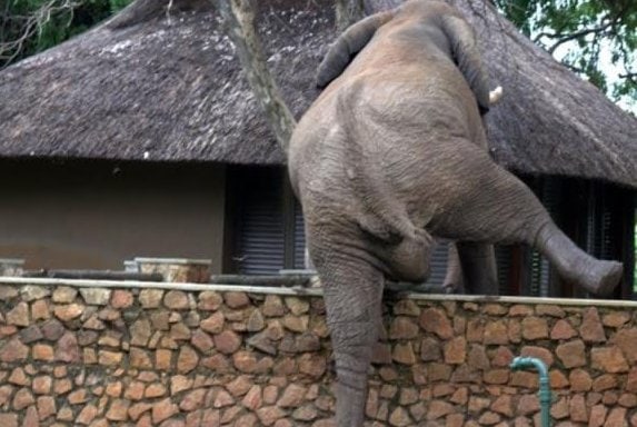 Elephant Climbs Wall