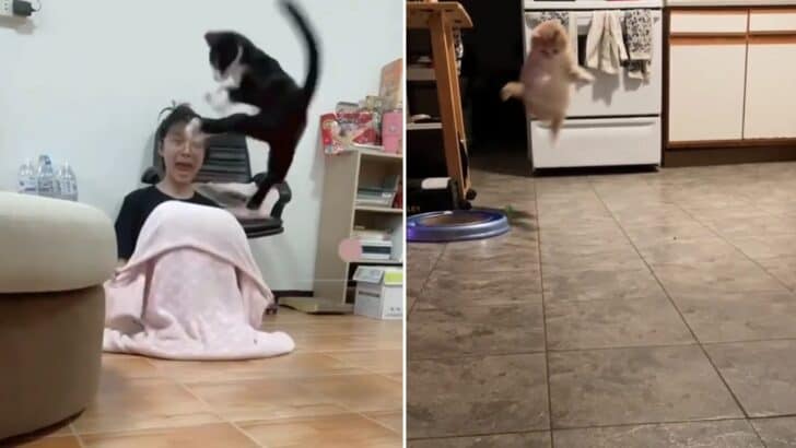 Cats in the Purr-suit of Gravity