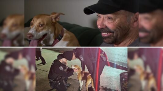Watch Heroic Hound Saves a House From Raging Fire
