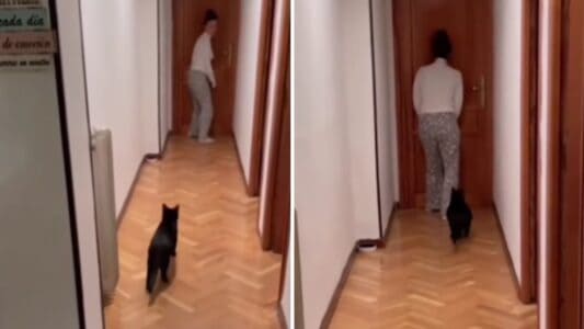 Cat vs. Owner ‘Squid Games’!