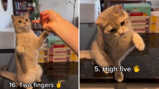 Cat doing multiple tricks.