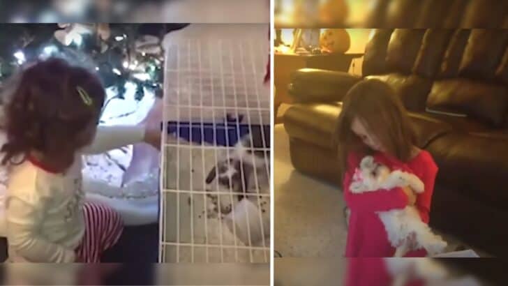Tiny Tots & Furry Lots! The Surprise Pet Connection
