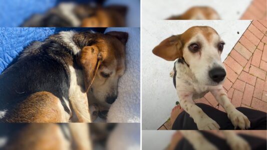 Couple’s Race Against Time to Rescue Beagle!