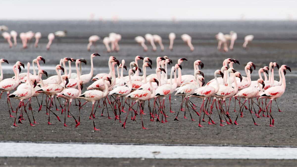 Flamingos at Lake Natron