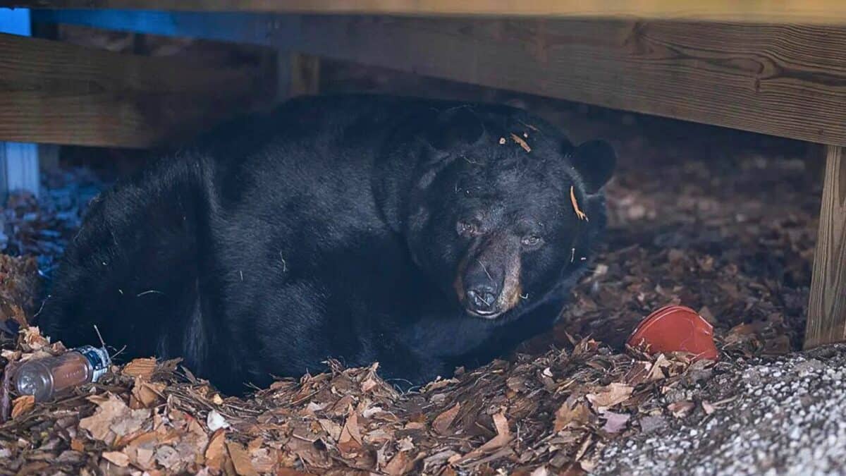 Hibernating Bear Found under Family's Deck in Connecticut - Animals Around  The Globe