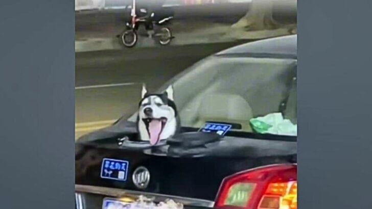 Owner Drills Hole in Car Trunk for His Husky
