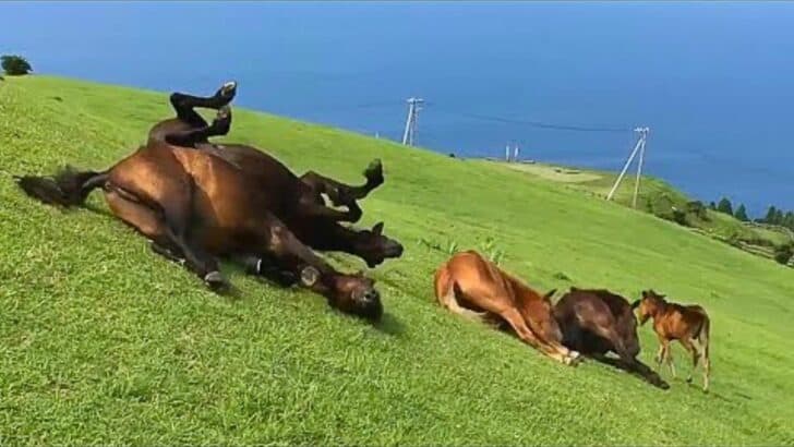 Herd of Horses Slide Down a Hill