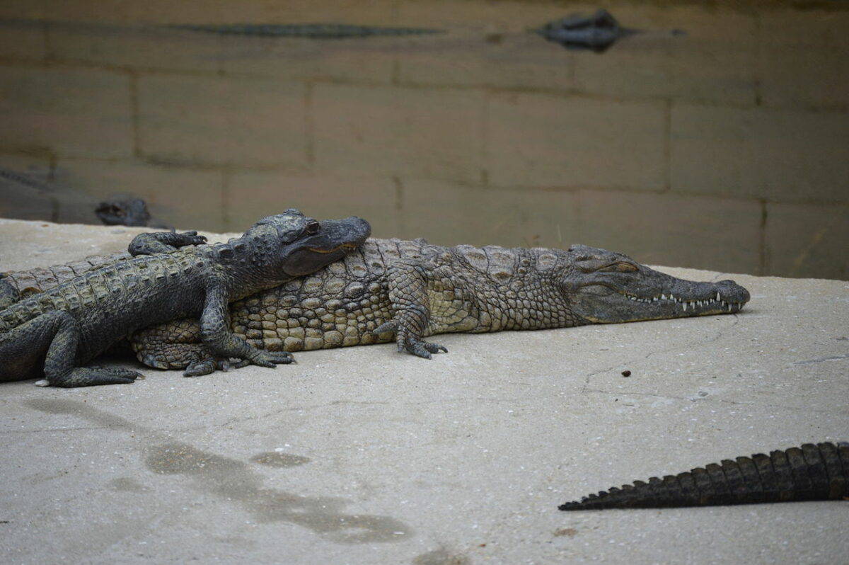 Crocodile and Alligator image 