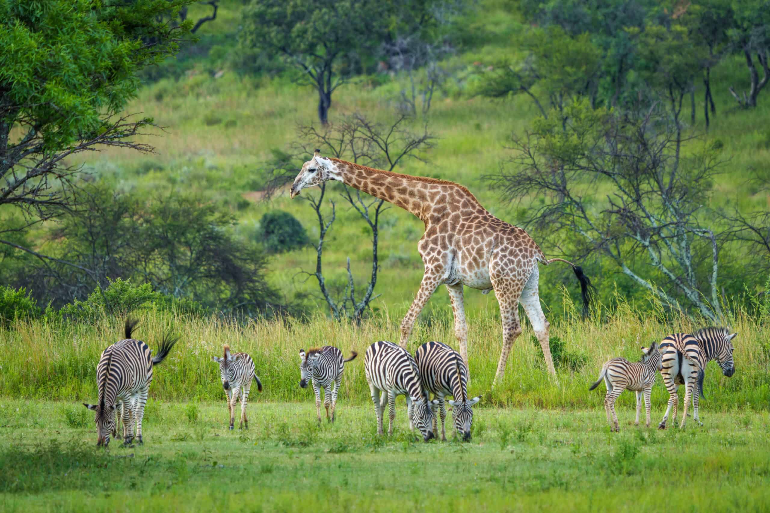 Zebras crossing lodge