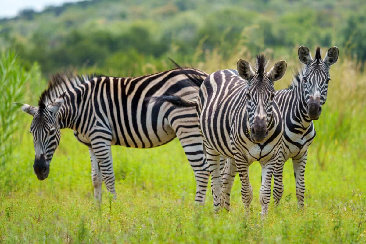 Zebras crossing lodge