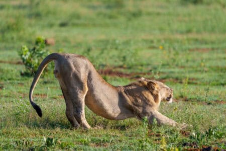 Lion Feels Grass for the First Time