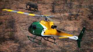 Helicopter Catch Elephant