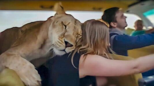 What Would You Do If a Lioness Jumps into Car and Starts to Cuddle