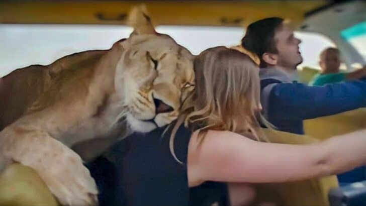 Lion Jumps into Car and Starts to Cuddle