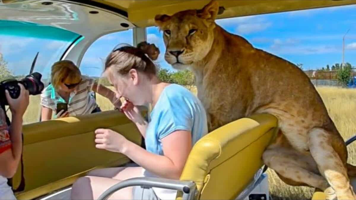 Lion Jumps into Car