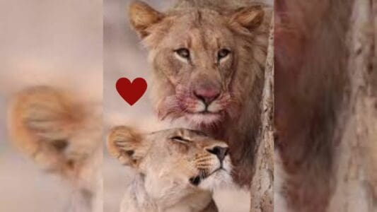 Watch: Incredible Moment Between Lioness and Son