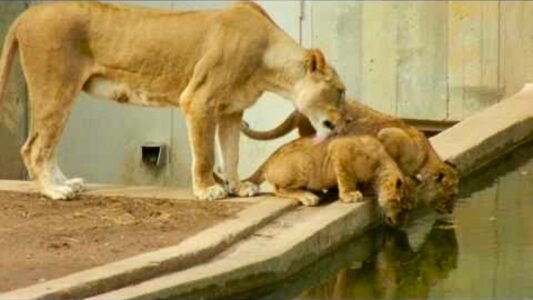 Lioness Gives Swimming Lessons to Lion Cub at Washington Zoo