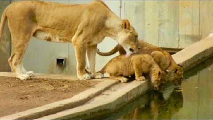 Lioness Push Lion Cub into the Water at Washington Zoo