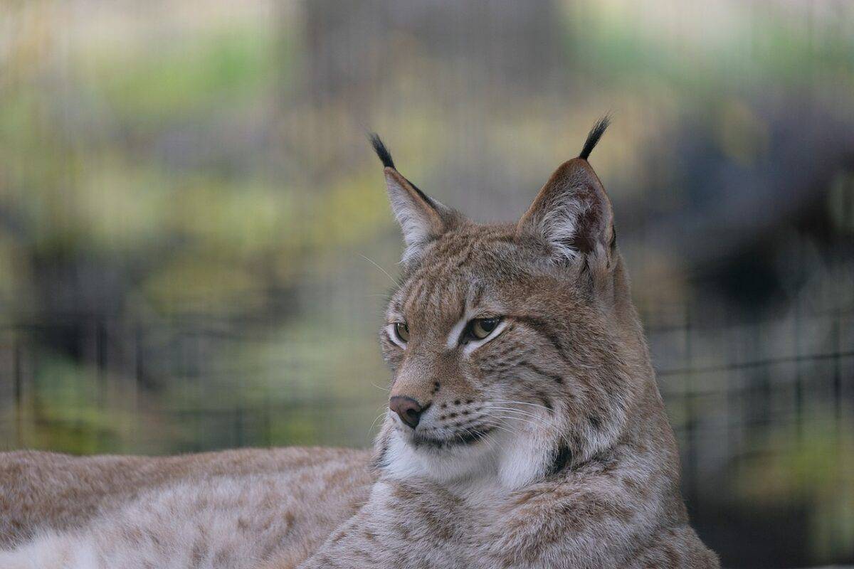 Eurasian lynx is a secretive animal  