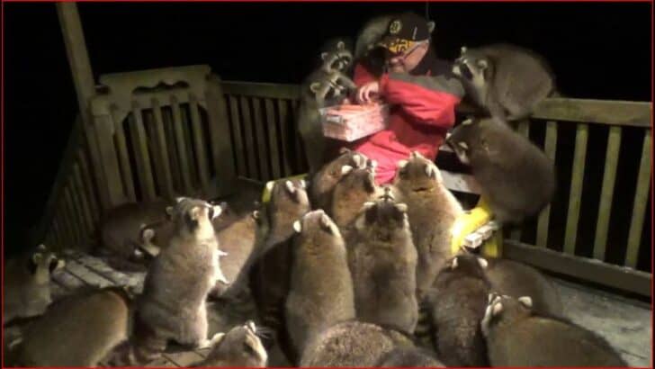 Man Feeds 25 Raccoons at Once in Canada
