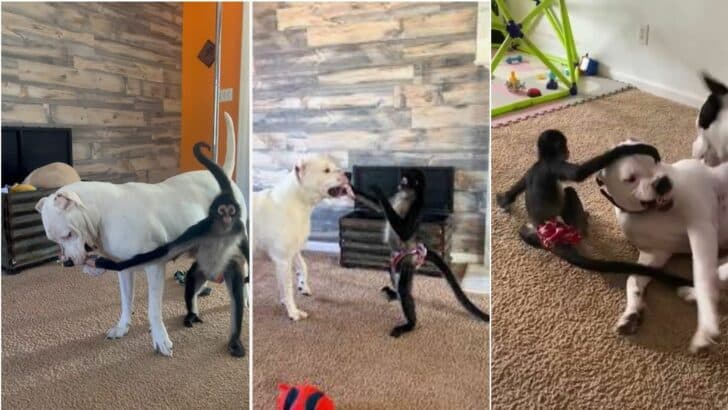 Spider Monkey vs. Dog in Tug-of-War Battle