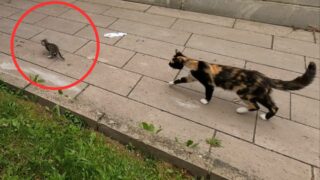 Mother Cat Chases Kitten