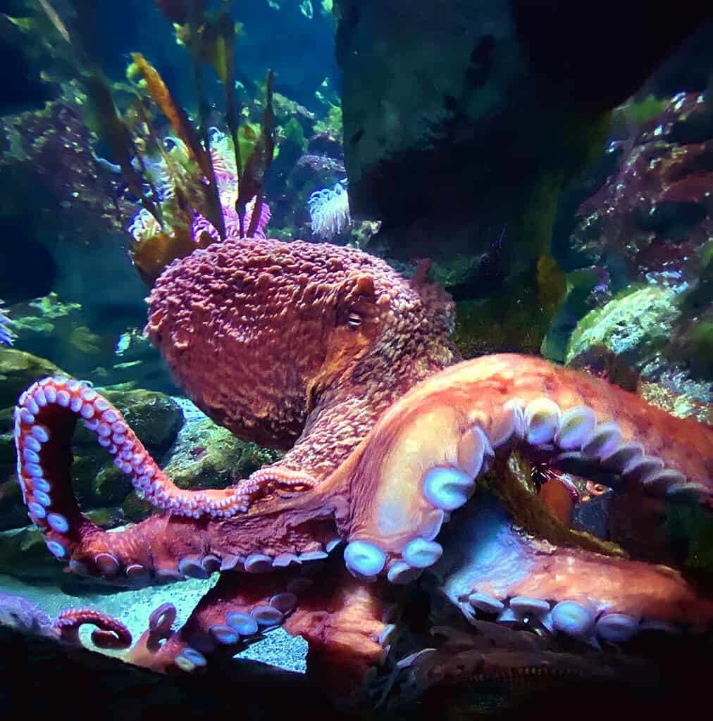 Octopus color change 
