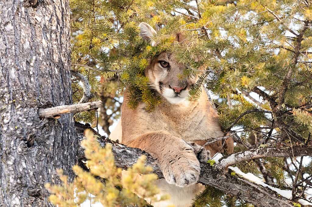 Mountain lion 