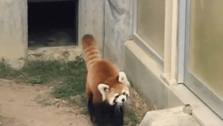 Adorable Red Panda Gets Scared by Rock